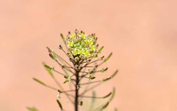 Descurainia pinnata, Western Tansymustard, Southwest Desert Flora